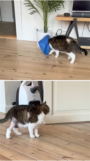 I’m so excited I just can’t hide it! 😁Look how well Monty has started using his leg again 🥰👏💜(The top one is from a week ago and the bottom one is from today) | Monty