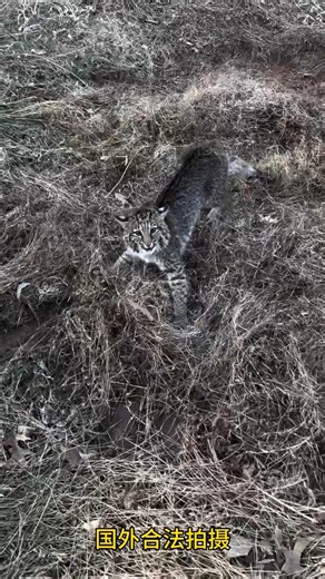 Big cat trap hungry #animalhunting #chasse #wildlife #pointeur #hunting #foxhunting #bowhunting