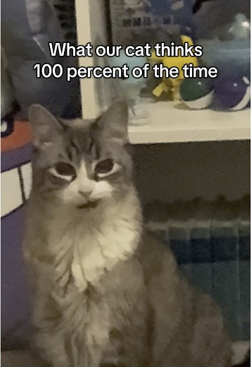 Understanding Our Cat's Behavior at Home