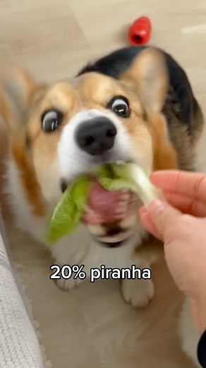 Food = life for Brady 😂 #corgi #dogs | Brady & Graffiti the Corgis