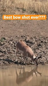 280K views · 1.1K reactions | Bow Hunting Antelope - One Shot Drop. #Hunting #Hunt #HuntingLife #HuntingSeason #HuntingCommunity #Hunter #HuntingAdventure #HuntingGear #BowHunting #RifleHunting #HuntingPassion #HuntingSports #WildlifeHunting #GameHunting #HuntingDog #OutdoorHunting #HuntingTrip #HuntingExperience #HuntingPhotography #HuntingMemories | Wild Hunting | Facebook
