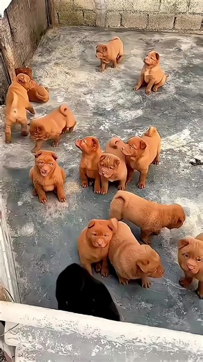 #dog #dogsoftiktok #k9softiktok #k9 #k9unit