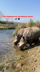 Check it out how two rhinoceros drinking water ❤️ | Tirtha Dhanuk
