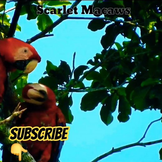 Scarlet Macaws in the Amazon! 🦜🌿 #Wildlife
