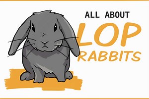 How To Care For Your Lop Eared Rabbit