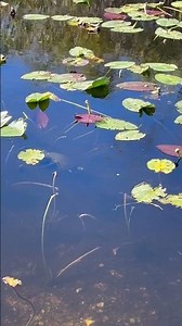 Turtle encounter in the Everglades #turtle #Florida #Softshell #turtle