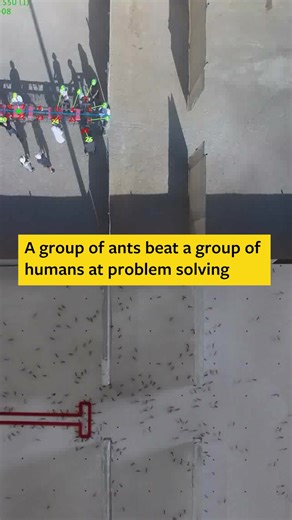 9.1K views · 11 reactions | Researchers pitted the collective...