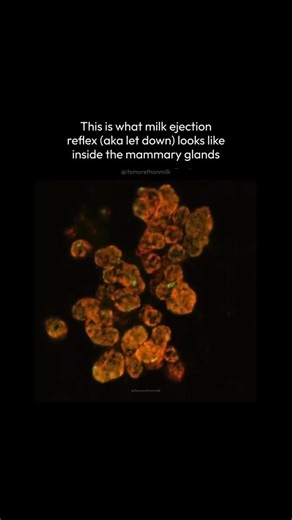 Magavu_Mindful Motherhood_Lakshmi | [EDIT] Source: https://doi.org/10.1073/pnas.2016905117c - also linked in bio This is what milk ejection reflex (also known as “let down”)... | Instagram
