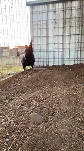 Brown red pullet SOLD | Josh Duke - Duke Farms