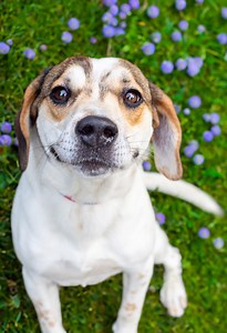 Spay/Neuter - Young-Williams Animal Center