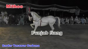 69K views · 7K reactions | Sardar Tasawar Surbana Unique Sawar Horse Name : Mithoo Jewana Bangla Rangpur 2023 For Complete Videos Click This Link https://youtube.com/playlist?list=PLnqG8h4gEAirU2iqxJEoLMH2bH3hZyvvw Subscribe Our Youtube Channel Punjab Rang | Pakistan Horse Club | Facebook