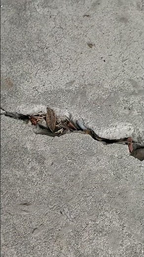 Raid Max Perimeter Protection Spray Auto Trigger works good. Cockroach Perimeter Protection.