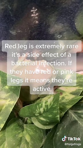 #frog #frogcare #whitestreefrogcare #frogsoftiktok #MACChallengeAccepted #GetTheWChallenge #fypシ #fyp #frogfyp #fypfrog #TeamofTomorrow #FROGS