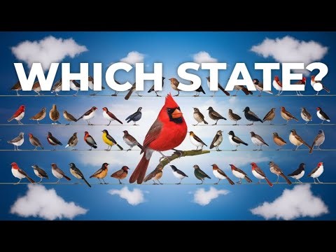 🦅 56 State Birds & Flags of America 🇺🇸 | Discover the USA Like Never Before