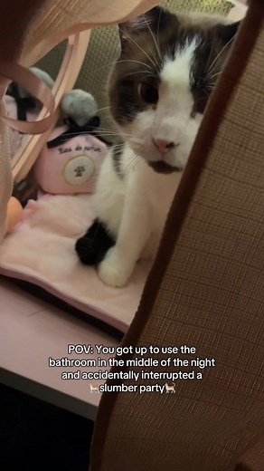 Cats' Secret Slumber Party Caught on Camera