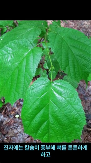 Hazelnut (Corylus heterophylla Fisch. ex Trautv.)