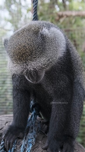 8.7K views · 134 reactions | Black Monkey scratching head in zoo #zoo #black #monkey #scratch #hairy #nature #wildlife HA26870 | HAWI Studios | Facebook