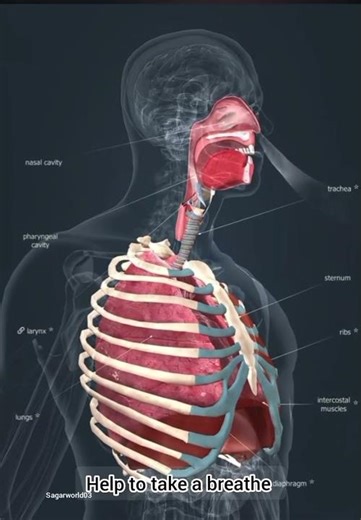 what is lungs 🫁 and there work #health