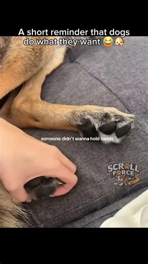 Dogs Are All Main Characters | Funny Dog Shorts