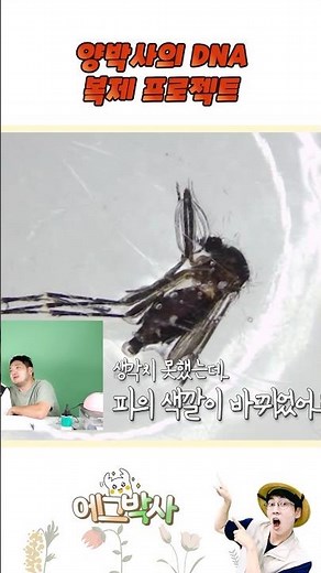 Mosquito Research Project