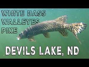 Multispecies success on Devils Lake