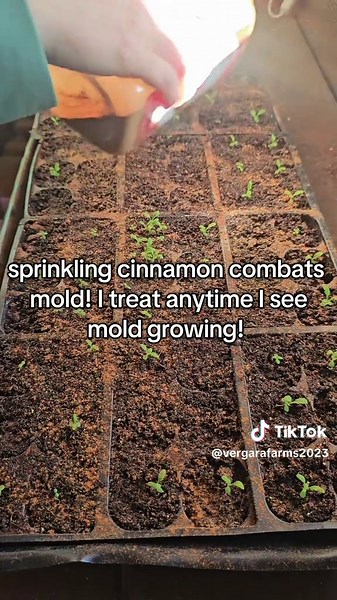 Using Cinnamon to Combat Mold in Your Garden