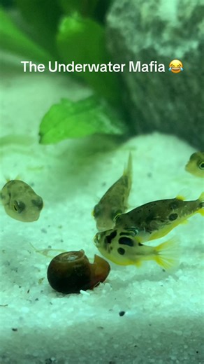 Pea Puffers: The Shell Collectors Aquarium Gang