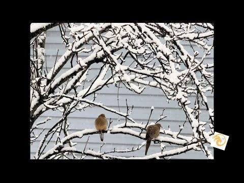 Sunday ~ February is Heart Month MAL ❤️