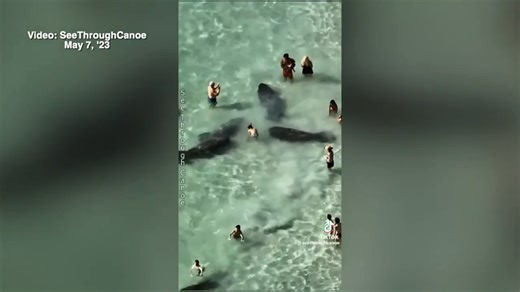 Videos capture beachgoers harassing manatees near Clearwater - WSVN 7News | Miami News, Weather, Sports | Fort Lauderdale