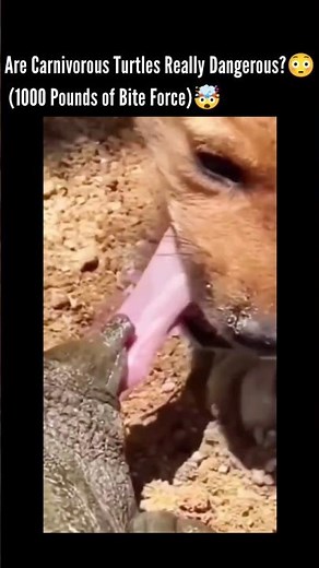 ​😱 SHOCKING Attack! Turtle vs. Dog's Tongue - WATCH The END! #AnimalAttack