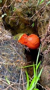1.9M views · 16K reactions | wow,,!! Finding Gold in River Sand?! Nature's Treasure! Oktober 2025⚒️ #novascotia #longweekend #holidayyeekend #holiday #abstractart #ontario #quebec #scary #season #endofseason #tragedy #empathy #firstrespondent #compassion #communityleader #gameshow #confrontation #tourism #familyfriendly #highschoolsports | Yundra Gold . Digger | Facebook