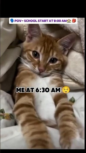 My situation before school #cat