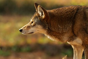 Rare video shows endangered red wolf families reintroduced into wild after decades in captivity: 'A national treasure we must save'