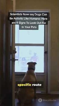Dogs Can Be Autistic? 9 Signs In 3 Mins #Dogs #DogBehavior #Autism #PetCare #tailtokstips