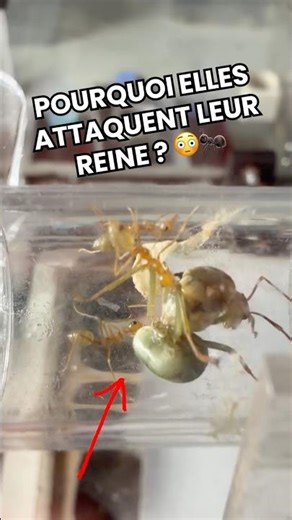 WHY ARE THEY ATTACKING THEIR QUEEN? 😳🐜