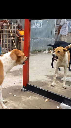 211K views · 4.2K reactions | Dog Against Mirror So Funny Mirror Prank on Dog | Hilarious Reaction | All Time Bast Fun Tv | Facebook