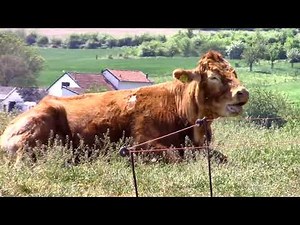 Epen (Zuid-Limburg) - Wandeling door de natuur, 26 april 2020