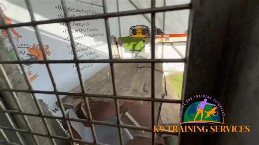 2.1K views · 27 reactions | AFGHAN HOUNDS ✅✅‼️‼️ RESIDENTIAL TRAINING ✅✅ WOW ABSOLUTELY PHENOMENAL NOW OFF LEAD AROUND MULTIPLE DOGS ❤️❤️❤️ Remember Alfred the male Afghan hound couldn’t be anywhere or around people or dogs without a muzzle BOOM NOW LOOK  ✅✅ | K9 Training Services: Dog Training Centre of Excellence | Facebook