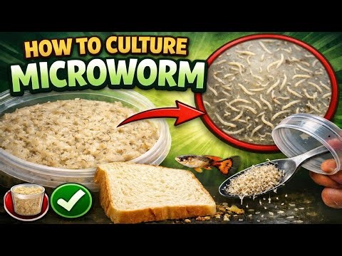 How to culture microworm, Breadworm | Guppy Hobbist | AK Aquatics | Best food for guppy, betta fries