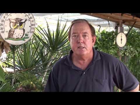 How to Plant a Rose Bush Step-by-Step