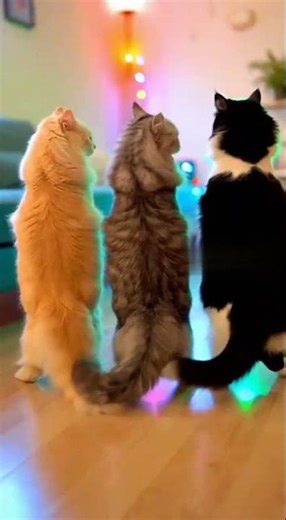 These Cats Started Twerking and Didn’t Stop 😹🔥