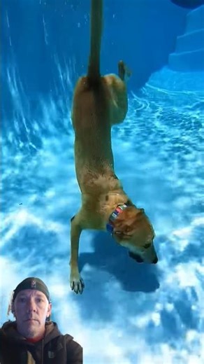 Dog Loves Diving Underwater #shorts #dog #pets