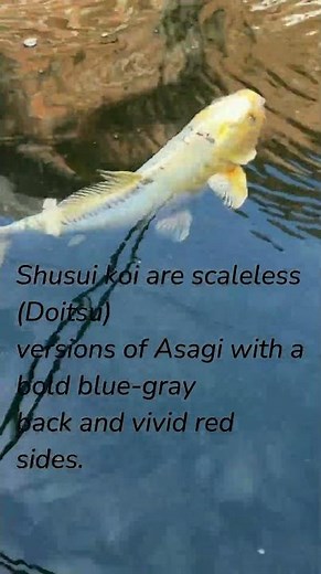 Shusui: The Doitsu Version of Asagi