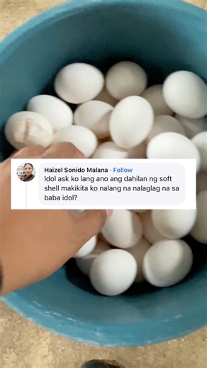 Cracked or soft shell layer chicken egg reason and things to do #poultryfarming #RTLchicken #layerchicken | Dodong King