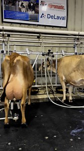 Holstein size vs Jersey size | TDF Honest Farming