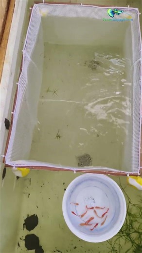 🐠Guppy breading setup | Guppy breading cage #guppy #guppybreeding #trendingshorts #shorts #guppyfish