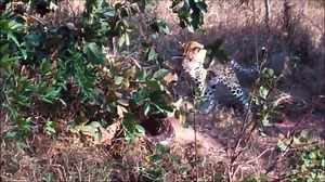 ''Condemned- with Wild Boar, Giant Python was torn apart painfully. Python vs Tiger, Crocodile | Soul