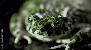 Amazing tropical frog or toad close-up. Natterjack breathing and looking at camera. Wild jungle amphibious blinks eyes, stirs nostrils, macro.