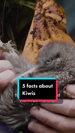 Kiwis in New Zealand #kiwibird #kiwi #newzealand #facts #edutok #educationaltiktok #newzealandtiler #nature #wildlife #conservation #wildlifeconservation #nz #kiwi #kiwibird #endangeredspecies