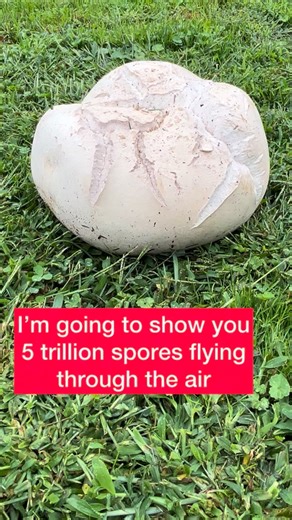 Adolfo Sánchez-Blanco, PhD🇪🇸🇺🇸 on Instagram: "It’s incredible to realize the sheer number of spores that a giant puffball (Calvatia gigantea) can produce. A single mature puffball, similar in size to the ones shown in this video, can release around 5 trillion spores (yes, trillion with a “T”). Keep in mind that each of these spores is potentially capable of developing into a new puffball under the right conditions. . Scientists calculated this number by carefully slicing the inner tissue of